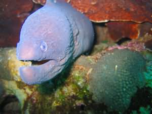Maurice the moray
