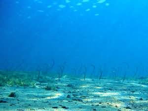 Garden eels