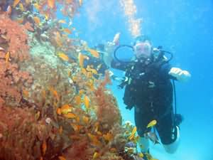 Diver by pinnacle