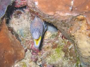 Yellow mouth moray