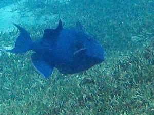 Blue trigger fish