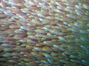 Glassfish