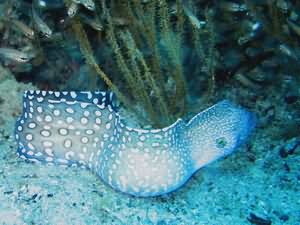 Yellow mouth moray