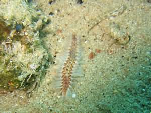 Fire worm