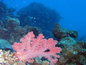 Soft coral