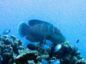 Napoleon Wrasse