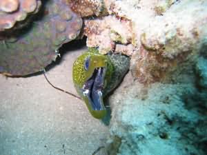 Undulated moray eel