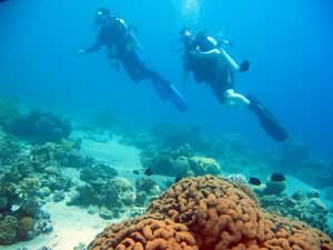 Divers over reef