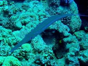 Cornet fish