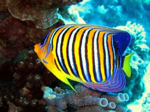 Regal angel fish