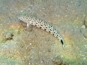 Sand perch