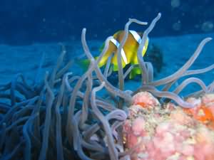 Anenome fish