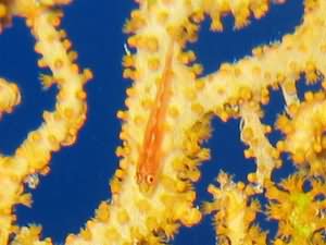 Gorgonia goby
