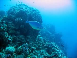 Hornless unicorn fish