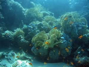 Shallow fringing reef