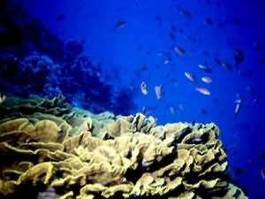 Cabbage coral
