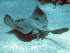 Stingray