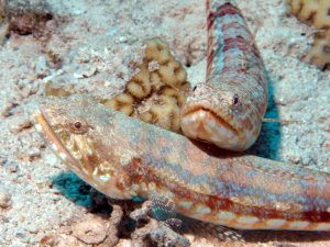 Lizard fish