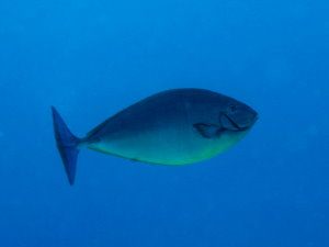 Hornless unicorn fish