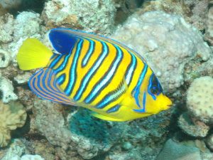 Regal angelfish