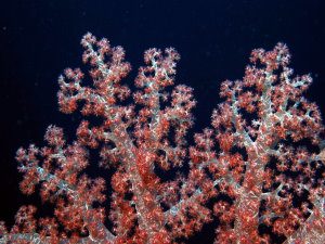 Soft corals