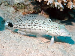 Sand perch