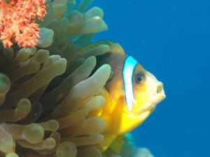 Nemo calling for help