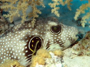 Yellow eyed puffer fish