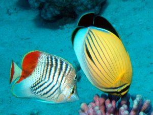 Butterfly fish