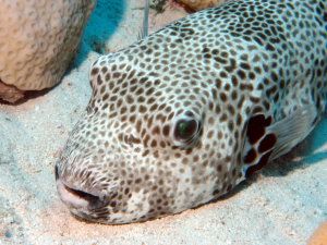 Black & white puffer fish