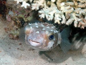 Burr fish