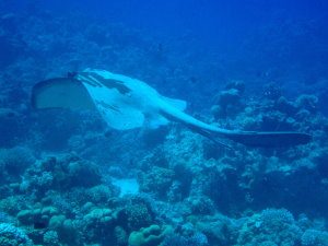Stingray swimming