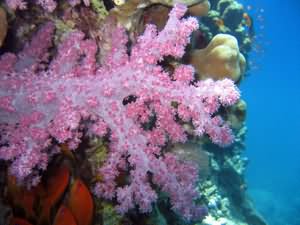 Soft coral