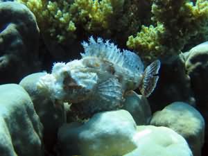 Scorpion fish