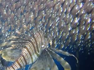Lion fish hunting