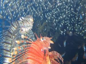 Lion fish hunting