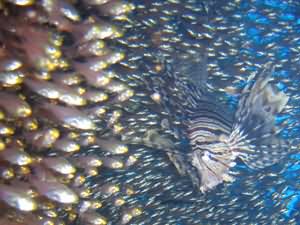 Lion fish hunting