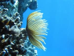 Tube worm