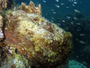 Stone fish