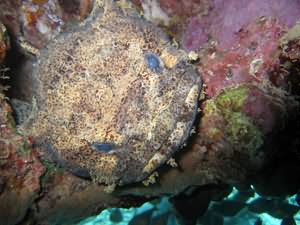 Toad fish