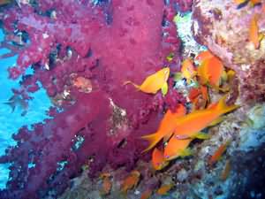 Soft coral