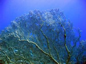 Gorgone One fan coral
