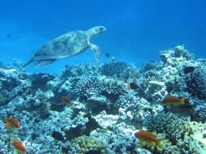Turtle swimming
