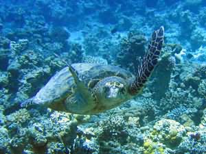 Turtle head on