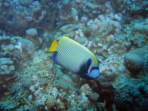 Emperor Angel fish