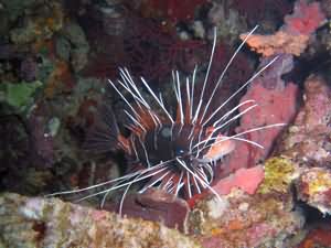 Radiata Lion fish