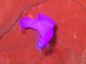 King Soloman fish