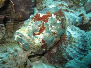 Devil scorpion fish