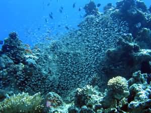 Glassfish