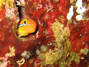 Striped blenny
